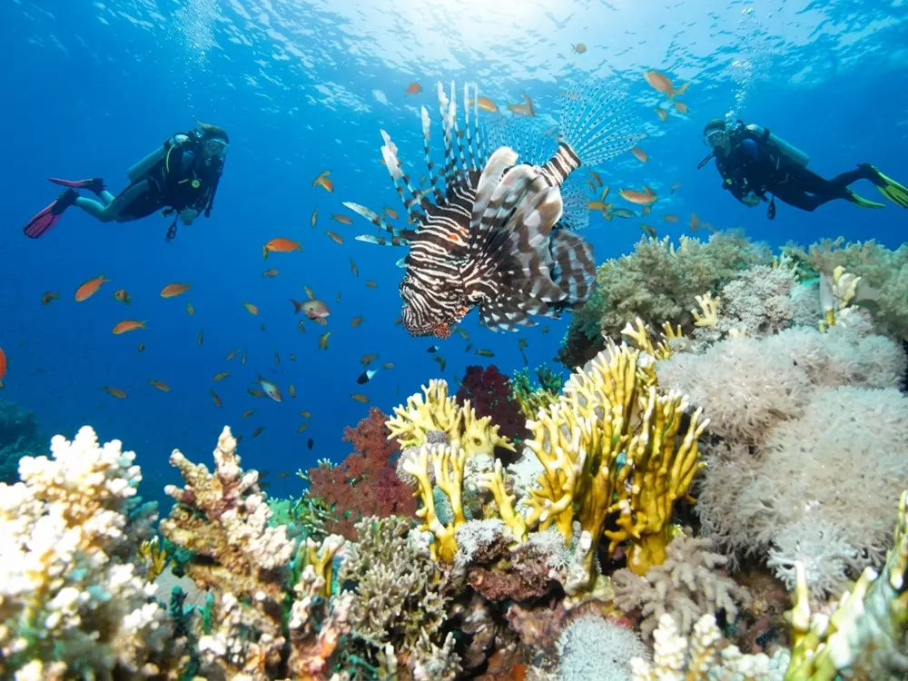snorkeling sharm el sheikh